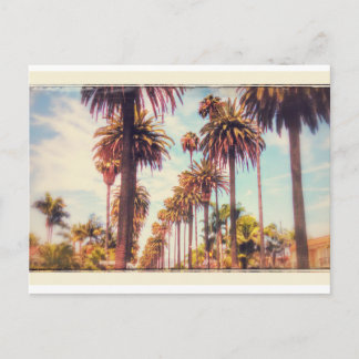 Vintage Palm Tree Postcard
