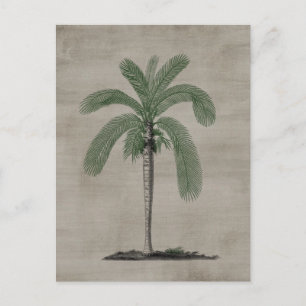 Vintage Palm Tree Postcard