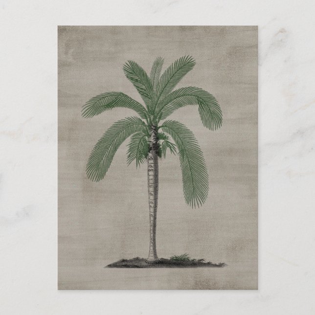 Vintage Palm Tree Postcard (Front)