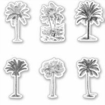 Vintage Palm Tree Sketches  