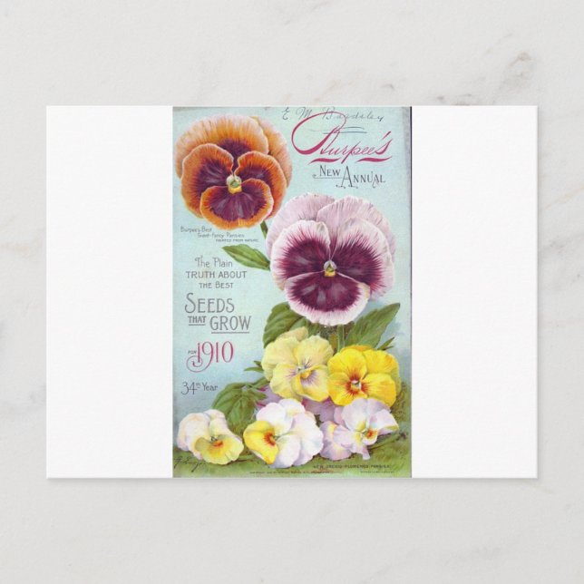Vintage Pansies Postcard (Front)
