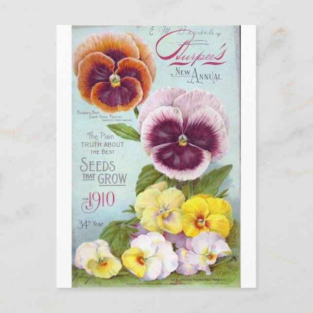 Vintage Pansies Postcard (Front)