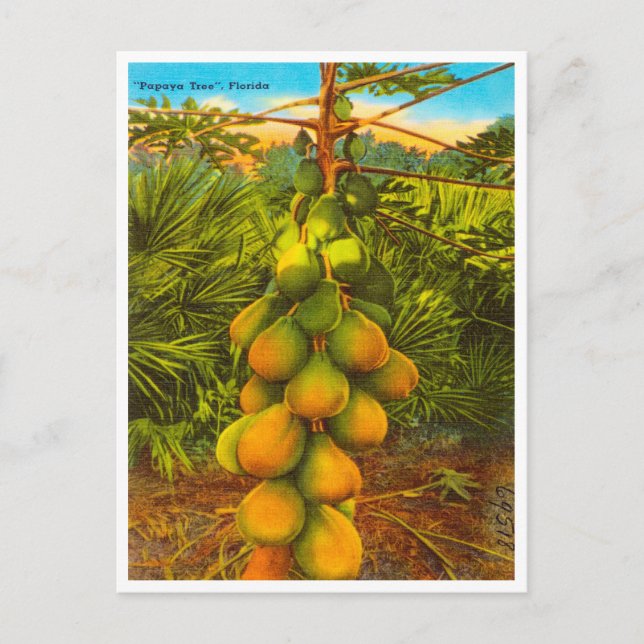 Vintage Papaya Tree, Florida Travel Postcard (Front)