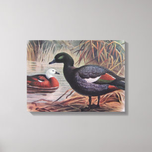 Vintage Paradise Shelduck Canvas Print