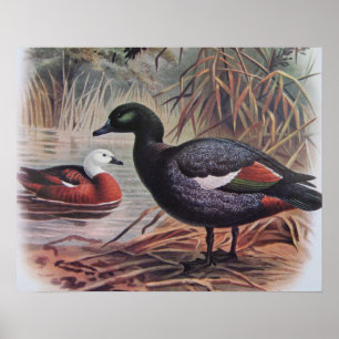 Vintage Paradise Shelduck Poster