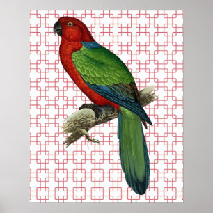 Vintage Parrot Bird on Retro Art Poster