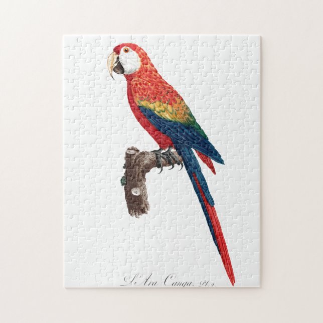 Vintage Parrot - Birds Old Illustration Art Jigsaw Puzzle (Vertical)