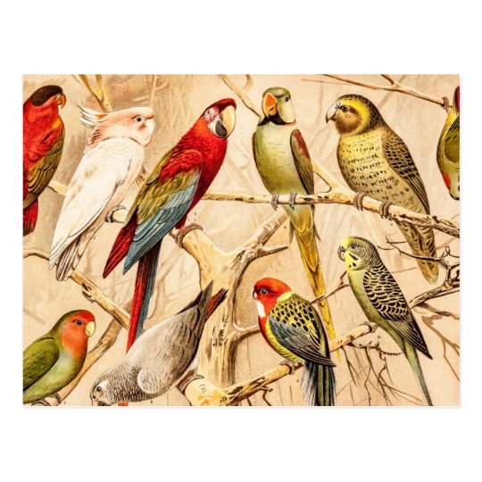 Vintage Parrot Cockatoo Conure Parakeet Cockatiel Postcard
