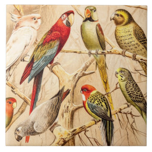 Vintage Parrot Cockatoo Conure Parakeet Cockatiel Tile