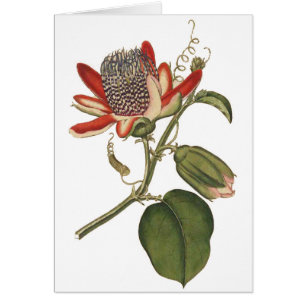 Vintage Passion Flower