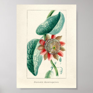 Vintage Passion Flower Poster