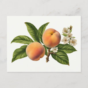 Vintage Peach Fruit Branch with Blossom Postcard