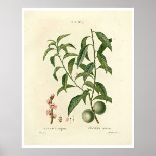 Vintage Peach Tree (Prunus persica) N.1 Poster