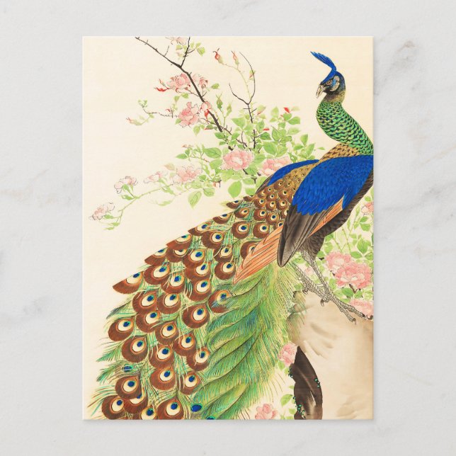Vintage Peacock and flowers painting Postcard (Front)