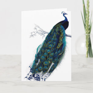 Vintage Peacock Card