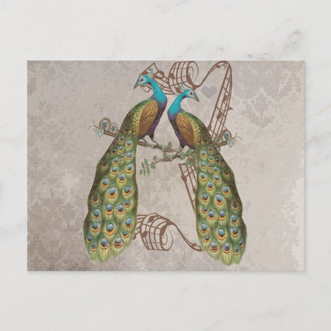 Vintage Peacock Grunge Damask Love Birds Postcard (Front)