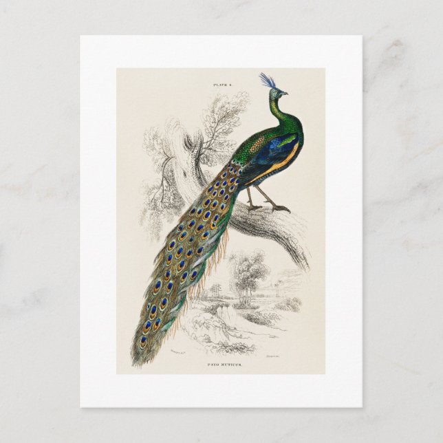 Vintage Peacock Natural History Print Postcard (Front)