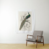 Vintage Peacock Natural History Print