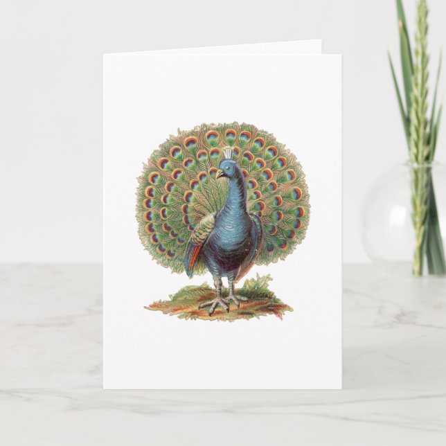 Vintage Peacock...notecard Card (Front)