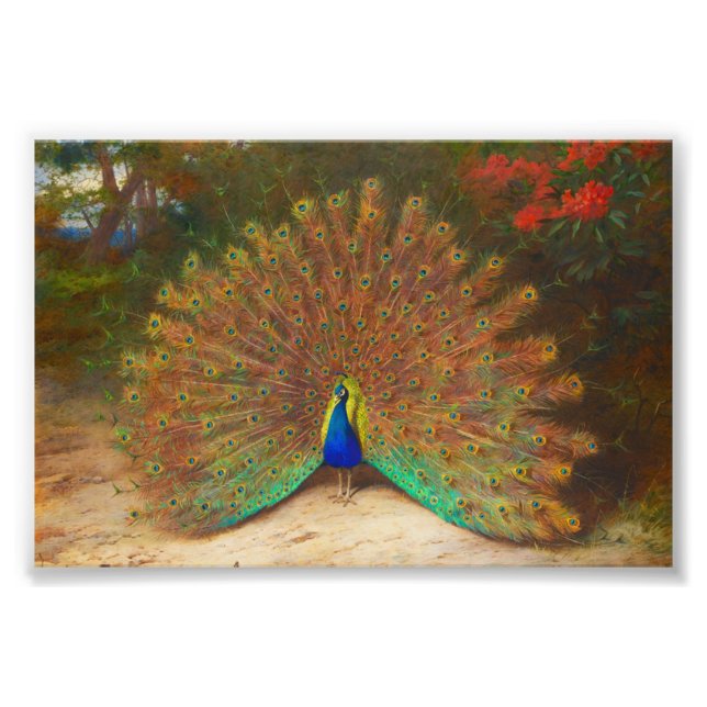 Vintage Peacock Painting Photo Print (Front)