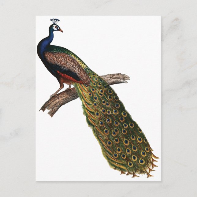 Vintage Peacock Postcard (Front)