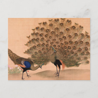 Vintage Peacock Postcard