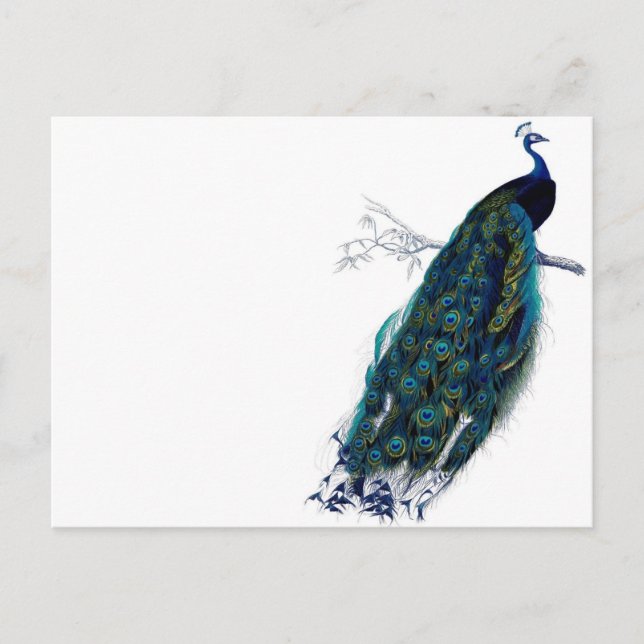 Vintage Peacock Postcard (Front)