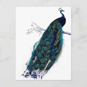 Vintage Peacock Postcard