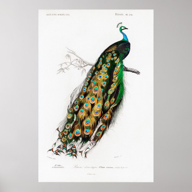 vintage peacock poster (Front)