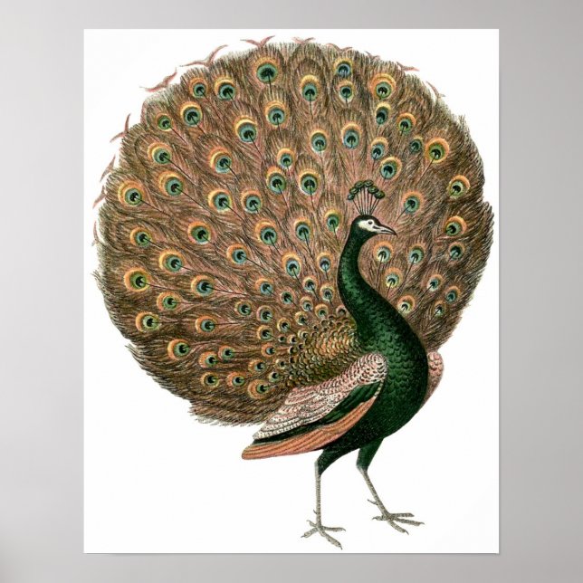 Vintage Peacock Poster (Front)