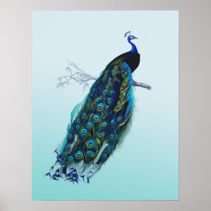 Vintage Peacock Poster