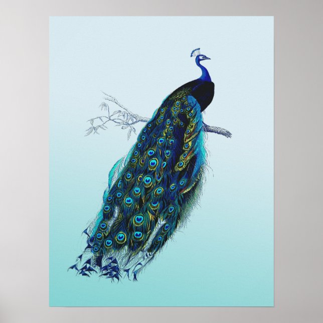 Vintage Peacock Poster (Front)