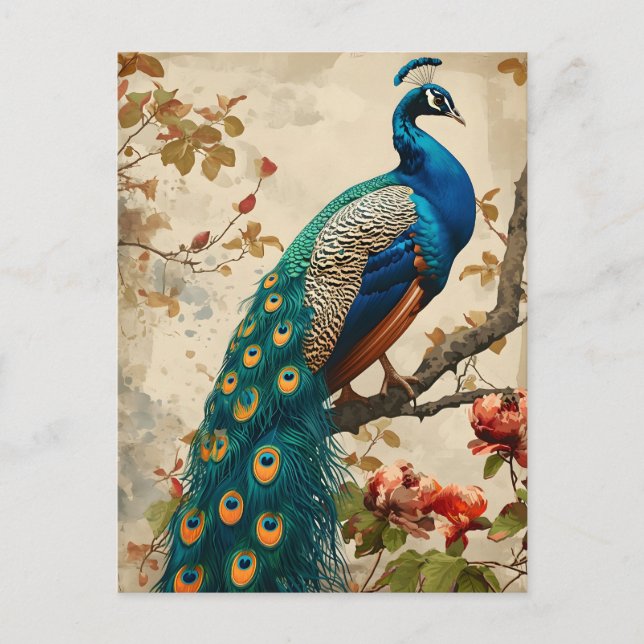 Vintage Peacock Splendour Postcard (Front)