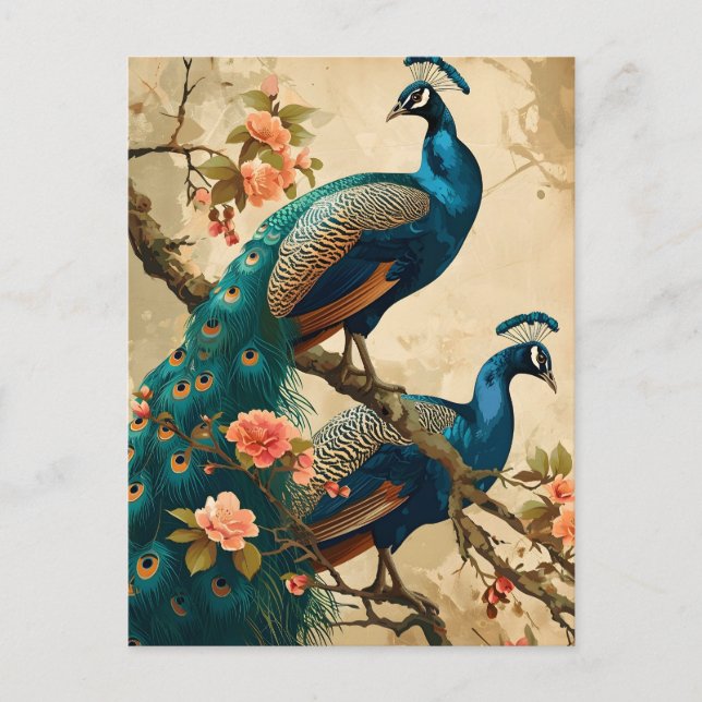 Vintage Peacock Splendour Postcard (Front)