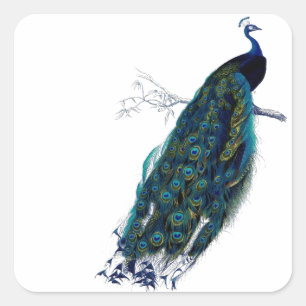 Vintage Peacock Square Sticker