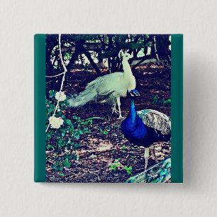 Vintage Peacocks 2 Inch Square Button