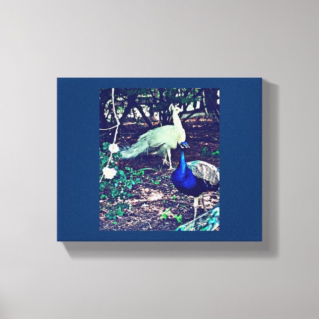 Vintage Peacocks Canvas Print (Front)