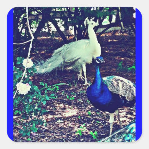 Vintage Peacocks Square Sticker