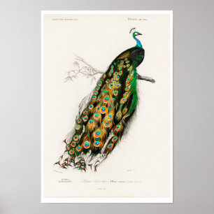 VINTAGE PEAFOWL ILLUSTRATION  POSTER