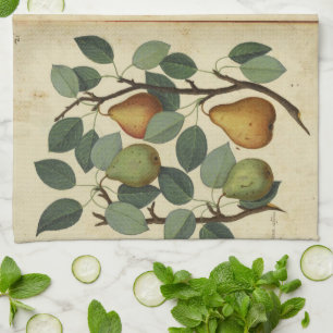 Vintage Pear Botanical Fruit Illustration Kitchen Towel
