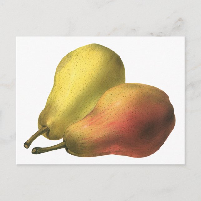 Vintage Pears, Organic Foods, Ripe Fruit Postcard (Front)