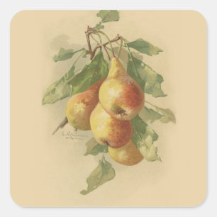 Vintage pears square sticker