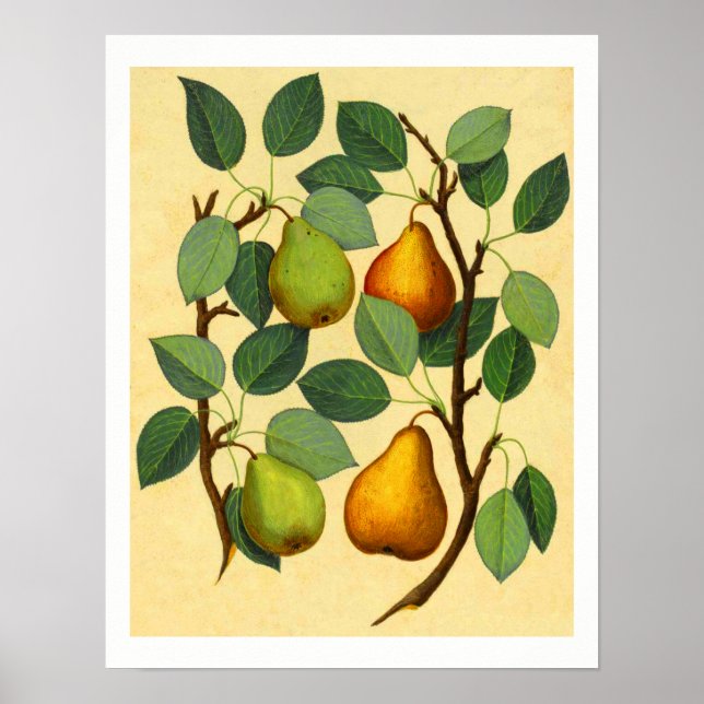 Vintage Pears v.2 Poster (Front)