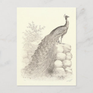 Vintage Pen and Ink Drawing of Peacock Postcard
