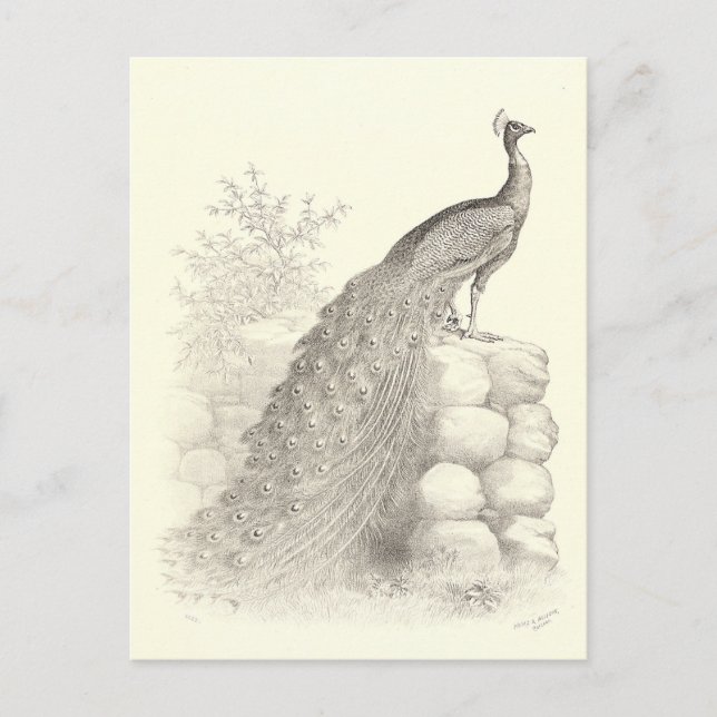 Vintage Pen and Ink Drawing of Peacock Postcard (Front)