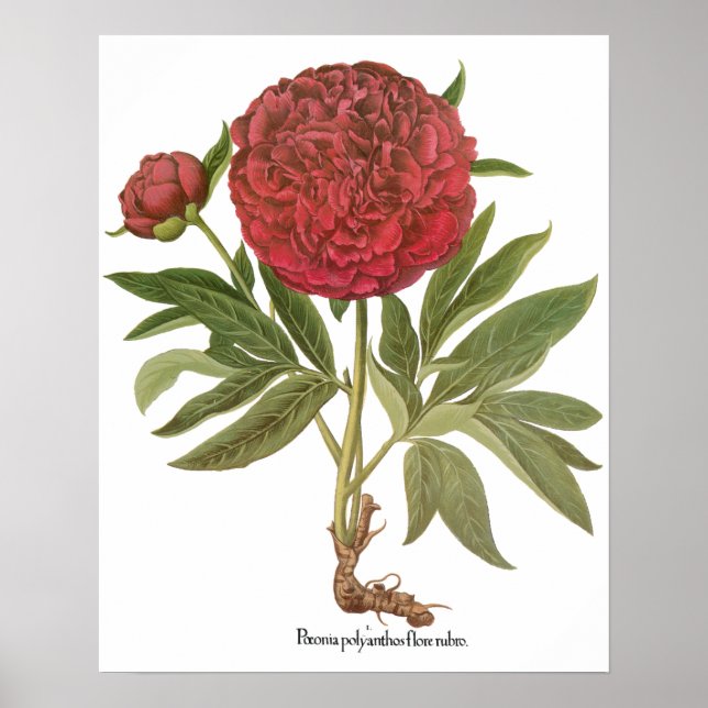 Vintage Peonies, Peony Flowers by Basilius Besler Poster (Front)