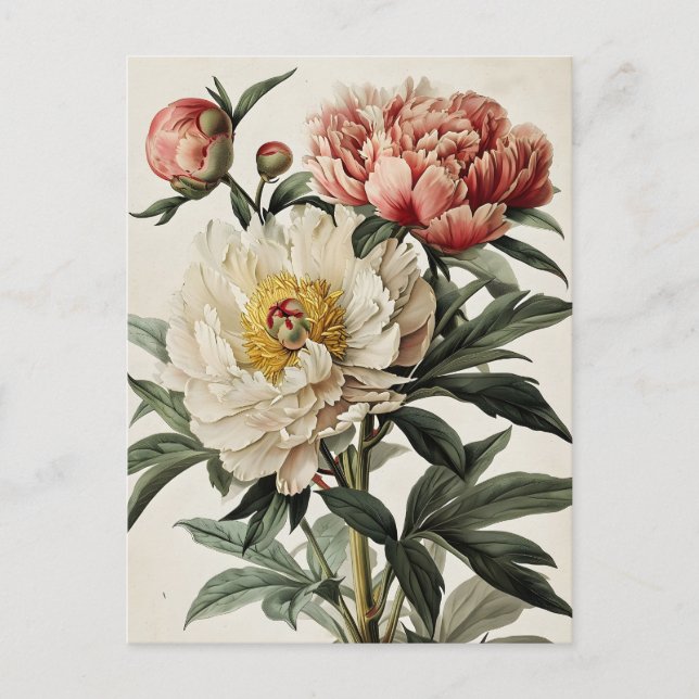 Vintage Peonies  Postcard (Front)