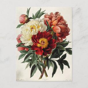 Vintage Peony: Timeless Floral Elegance Postcard