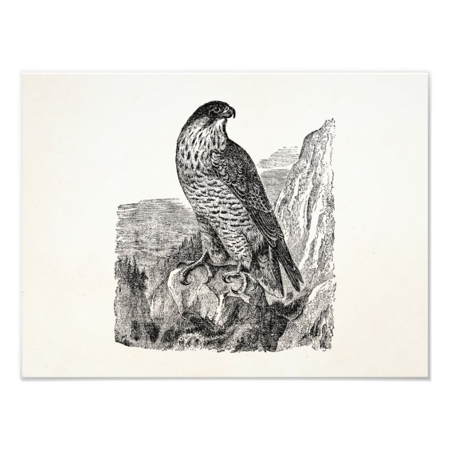 Vintage Peregrine Falcon Personalized Retro Birds Photo Print (Front)