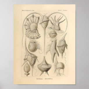 Vintage Peridinea Colour Ernst Haeckel Print